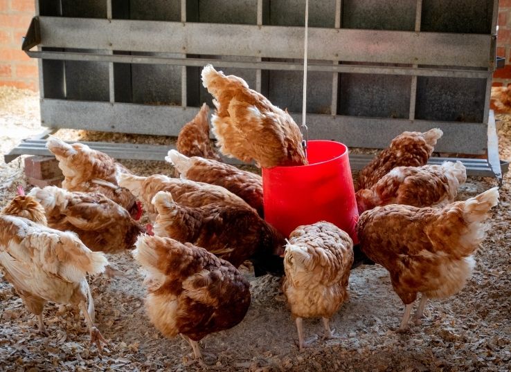 Top Poultry feed industries in Pakistan