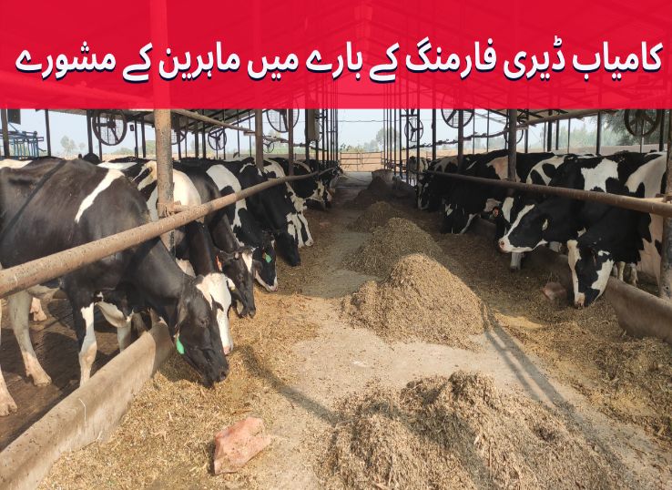 Dairy Farming in Pakistan