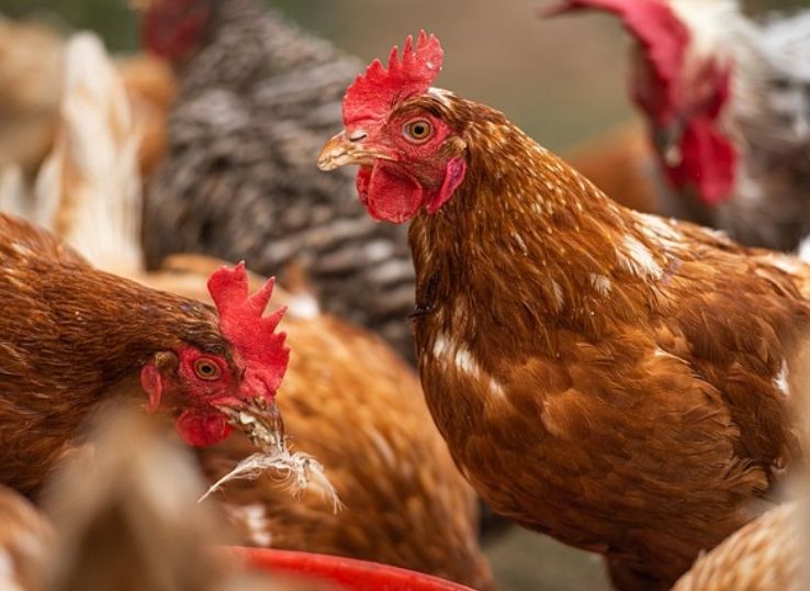 Poultry Vaccination Schedule in Pakistan