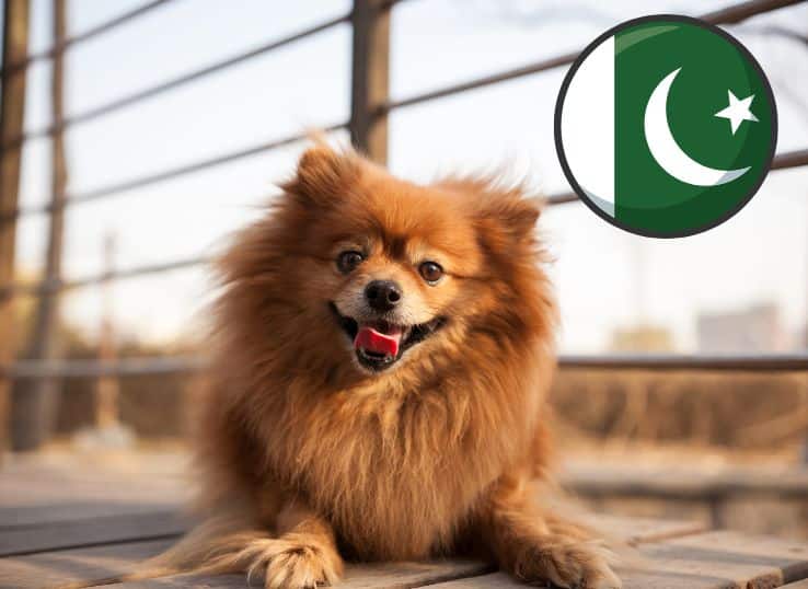 Pomeranian ( Yeontan) dog breed in Pakistan
