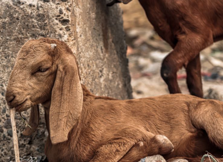 Beetal Goat (Complete Breed Profile plus Farming Tips)