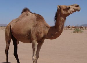 Camel Qurbani