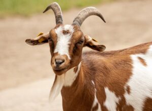 Goats Qurbani